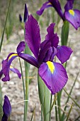 IRIS PURPLE SENSATION