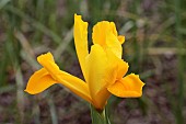 IRIS ROYAL YELLOW