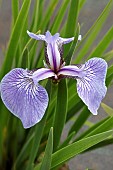 IRIS SETOSSA BABY BLUE