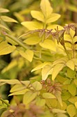 JASMINUM OFFICINALE SUNBEAM (LOWBEAM)