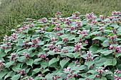 LAMIUM ORVALA