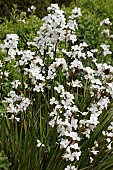 LIBERTIA GRANDIFLORA