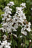 LIBERTIA GRANDIFLORA