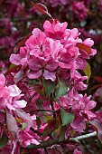 MALUS X PURPUREA
