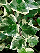 HEDERA ALGERIENSIS GLOIRE DE MARENGO  (ALGERIAN IVY)