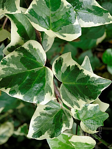 HEDERA_ALGERIENSIS_GLOIRE_DE_MARENGO__ALGERIAN_IVY