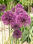 ALLIUM HOLLANDICUM (AFLATUNENSE)