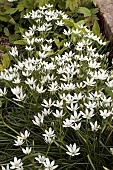 ORNITHOGALUM UMBELLATUM