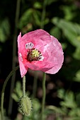 PAPAVER DUBIUM LECOQII ALBIFLORUM