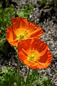 PAPAVER NUDICAULE CHAMPAGNE BUBBLES