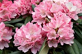 RHODODENDRON FANTASTICA