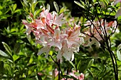 RHODODENDRON IRENE KOSTER