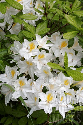 RHODODENDRON_PERSIL
