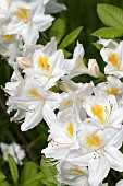 RHODODENDRON PERSIL