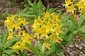 RHODODENDRON LUTEUM