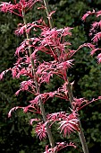 TOONA SINENSIS FLAMINGO