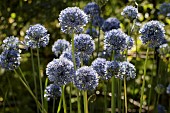 ALLIUM CAERULEUM