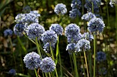 ALLIUM CAERULEUM