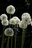 ALLIUM STIPULATUM MOUNT EVEREST