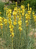 ASPHODELINE LUTEA (ASPHODELUS LUTEA)