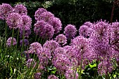 ALLIUM X GLOBEMASTER