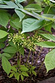 ARALIA NUDICAULIS