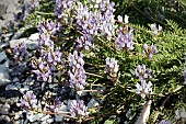 ASTRAGALUS LEONTINUS