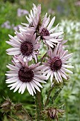 BERKHEYA PURPUREA