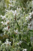 BORAGO OFFICINALIS ALBA