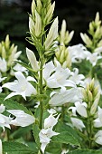 CAMPANULA LATIFOLIA ALBA