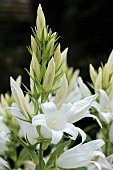 CAMPANULA LATIFOLIA ALBA