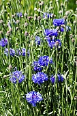 CENTAUREA CYANUS BLUE BALL