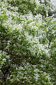 CHIONANTHUS RETUSUS