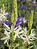 CAMASSIA LEICHTLINII ALBA (QUAMASH)