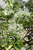 CHIONANTHUS RETUSUS