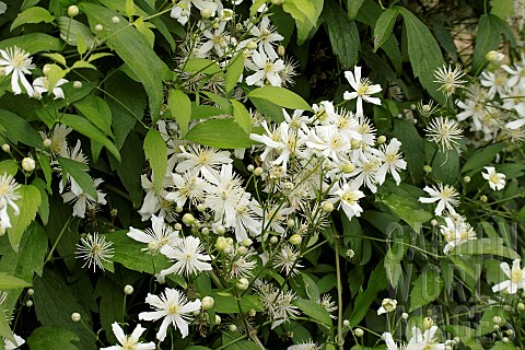 CLEMATIS_PAUL_FARGES