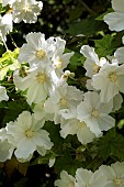 CORYNABUTILON VITIFOLIUM ALBUM