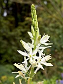 CAMASSIA LEICHTLINII ALBA (QUAMASH)