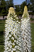 EREMURUS AITCHISONII