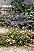 ERIGERON KARVINSKIANUS  & NEPETA SIX HILLS GIANT