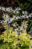 ERYNGIUM X ZABELLI NEPTUNES GOLD