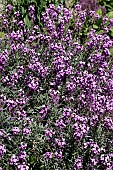 ERYSIMUM BOWLES MAUVE