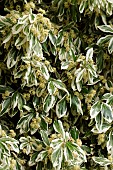 EUONYMUS EUROPAEUS EMERALD GAIETY