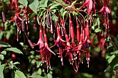 FUCHSIA PURPLE MOUNTAIN