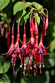 FUCHSIA PURPLE MOUNTAIN