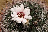 GYNOCALYCIUM BALDIANUM