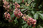 AESCULUS X CARNEA BRIOTII
