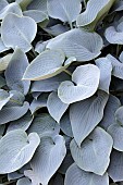 HOSTA HALCYON