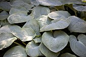 HOSTA SUM & SUBSTANCE