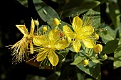 HYPERICUM OLYMPICUM